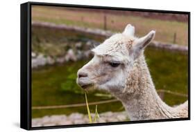 Peruvian Llama. Farm of Llama,Alpaca,Vicuna in Peru,South America. Andean Animal.Llama is South Ame-vitmark-Framed Stretched Canvas