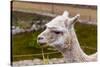 Peruvian Llama. Farm of Llama,Alpaca,Vicuna in Peru,South America. Andean Animal.Llama is South Ame-vitmark-Stretched Canvas