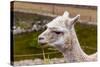 Peruvian Llama. Farm of Llama,Alpaca,Vicuna in Peru,South America. Andean Animal.Llama is South Ame-vitmark-Stretched Canvas