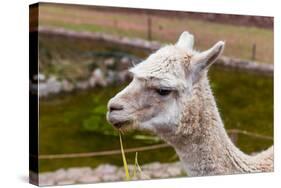 Peruvian Llama. Farm of Llama,Alpaca,Vicuna in Peru,South America. Andean Animal.Llama is South Ame-vitmark-Stretched Canvas