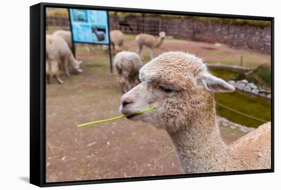 Peruvian Llama. Farm of Llama,Alpaca,Vicuna in Peru,South America. Andean Animal.Llama is South Ame-vitmark-Framed Stretched Canvas