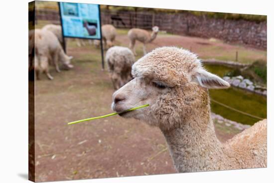 Peruvian Llama. Farm of Llama,Alpaca,Vicuna in Peru,South America. Andean Animal.Llama is South Ame-vitmark-Stretched Canvas