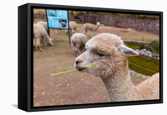 Peruvian Llama. Farm of Llama,Alpaca,Vicuna in Peru,South America. Andean Animal.Llama is South Ame-vitmark-Framed Stretched Canvas