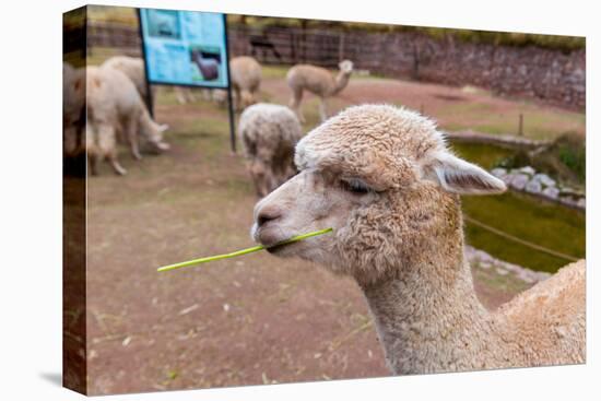 Peruvian Llama. Farm of Llama,Alpaca,Vicuna in Peru,South America. Andean Animal.Llama is South Ame-vitmark-Stretched Canvas