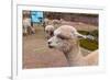 Peruvian Llama. Farm of Llama,Alpaca,Vicuna in Peru,South America. Andean Animal.Llama is South Ame-vitmark-Framed Photographic Print