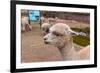 Peruvian Llama. Farm of Llama,Alpaca,Vicuna in Peru,South America. Andean Animal.Llama is South Ame-vitmark-Framed Photographic Print