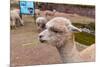 Peruvian Llama. Farm of Llama,Alpaca,Vicuna in Peru,South America. Andean Animal.Llama is South Ame-vitmark-Mounted Photographic Print