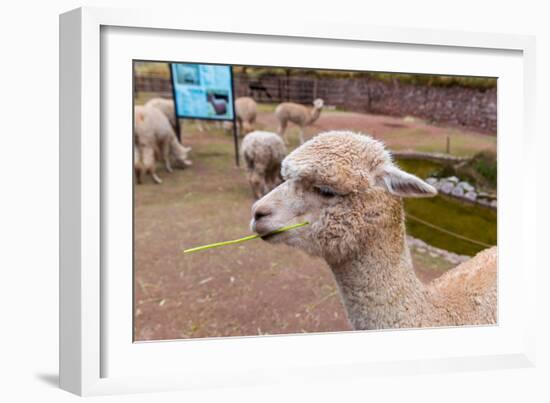 Peruvian Llama. Farm of Llama,Alpaca,Vicuna in Peru,South America. Andean Animal.Llama is South Ame-vitmark-Framed Photographic Print