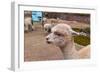 Peruvian Llama. Farm of Llama,Alpaca,Vicuna in Peru,South America. Andean Animal.Llama is South Ame-vitmark-Framed Photographic Print