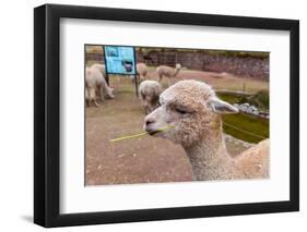 Peruvian Llama. Farm of Llama,Alpaca,Vicuna in Peru,South America. Andean Animal.Llama is South Ame-vitmark-Framed Photographic Print