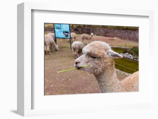 Peruvian Llama. Farm of Llama,Alpaca,Vicuna in Peru,South America. Andean Animal.Llama is South Ame-vitmark-Framed Photographic Print