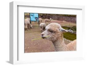 Peruvian Llama. Farm of Llama,Alpaca,Vicuna in Peru,South America. Andean Animal.Llama is South Ame-vitmark-Framed Photographic Print