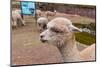 Peruvian Llama. Farm of Llama,Alpaca,Vicuna in Peru,South America. Andean Animal.Llama is South Ame-vitmark-Mounted Photographic Print