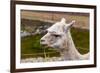 Peruvian Llama. Farm of Llama,Alpaca,Vicuna in Peru,South America. Andean Animal.Llama is South Ame-vitmark-Framed Photographic Print