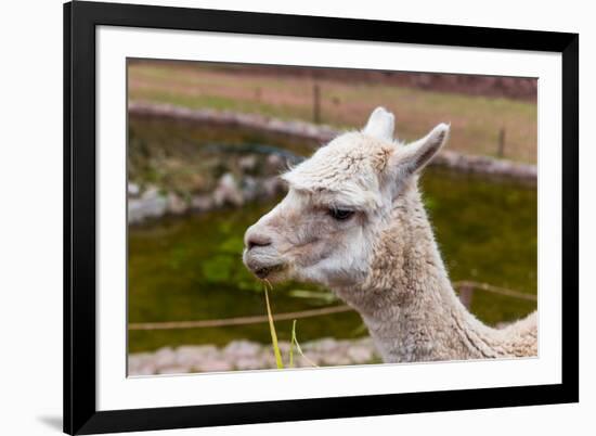 Peruvian Llama. Farm of Llama,Alpaca,Vicuna in Peru,South America. Andean Animal.Llama is South Ame-vitmark-Framed Photographic Print