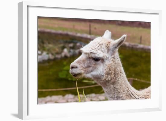 Peruvian Llama. Farm of Llama,Alpaca,Vicuna in Peru,South America. Andean Animal.Llama is South Ame-vitmark-Framed Photographic Print