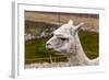 Peruvian Llama. Farm of Llama,Alpaca,Vicuna in Peru,South America. Andean Animal.Llama is South Ame-vitmark-Framed Photographic Print