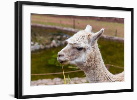 Peruvian Llama. Farm of Llama,Alpaca,Vicuna in Peru,South America. Andean Animal.Llama is South Ame-vitmark-Framed Photographic Print