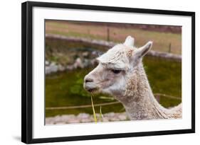 Peruvian Llama. Farm of Llama,Alpaca,Vicuna in Peru,South America. Andean Animal.Llama is South Ame-vitmark-Framed Photographic Print