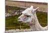 Peruvian Llama. Farm of Llama,Alpaca,Vicuna in Peru,South America. Andean Animal.Llama is South Ame-vitmark-Mounted Photographic Print