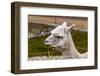 Peruvian Llama. Farm of Llama,Alpaca,Vicuna in Peru,South America. Andean Animal.Llama is South Ame-vitmark-Framed Photographic Print