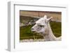 Peruvian Llama. Farm of Llama,Alpaca,Vicuna in Peru,South America. Andean Animal.Llama is South Ame-vitmark-Framed Photographic Print