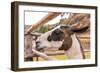 Peruvian Llama. Farm of Llama,Alpaca,Vicuna in Peru,South America. Andean Animal.Llama is South Ame-vitmark-Framed Photographic Print