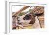 Peruvian Llama. Farm of Llama,Alpaca,Vicuna in Peru,South America. Andean Animal.Llama is South Ame-vitmark-Framed Photographic Print