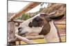 Peruvian Llama. Farm of Llama,Alpaca,Vicuna in Peru,South America. Andean Animal.Llama is South Ame-vitmark-Mounted Photographic Print