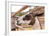 Peruvian Llama. Farm of Llama,Alpaca,Vicuna in Peru,South America. Andean Animal.Llama is South Ame-vitmark-Framed Photographic Print