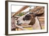 Peruvian Llama. Farm of Llama,Alpaca,Vicuna in Peru,South America. Andean Animal.Llama is South Ame-vitmark-Framed Photographic Print