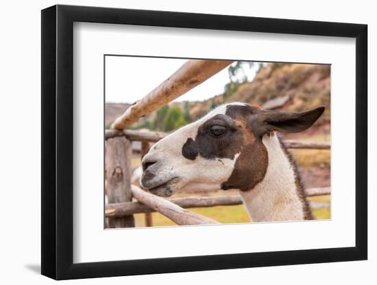 Peruvian Llama. Farm of Llama,Alpaca,Vicuna in Peru,South America. Andean Animal.Llama is South Ame-vitmark-Framed Photographic Print