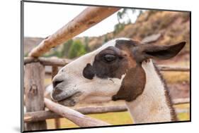 Peruvian Llama. Farm of Llama,Alpaca,Vicuna in Peru,South America. Andean Animal.Llama is South Ame-vitmark-Mounted Photographic Print