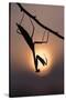 Peruvian mantis silhouette with sun behind, captive, occurs in South America-Edwin Giesbers-Stretched Canvas