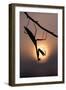 Peruvian mantis silhouette with sun behind, captive, occurs in South America-Edwin Giesbers-Framed Photographic Print