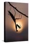 Peruvian mantis silhouette with sun behind, captive, occurs in South America-Edwin Giesbers-Stretched Canvas