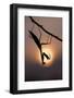 Peruvian mantis silhouette with sun behind, captive, occurs in South America-Edwin Giesbers-Framed Photographic Print