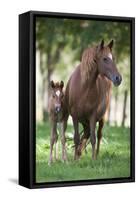 Peruvian Paso Colt with Quarter Horse Broodmare-DLILLC-Framed Stretched Canvas