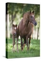 Peruvian Paso Colt with Quarter Horse Broodmare-DLILLC-Stretched Canvas