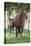 Peruvian Paso Colt with Quarter Horse Broodmare-DLILLC-Stretched Canvas