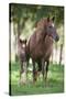 Peruvian Paso Colt with Quarter Horse Broodmare-DLILLC-Stretched Canvas