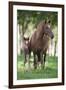 Peruvian Paso Colt with Quarter Horse Broodmare-DLILLC-Framed Premium Photographic Print