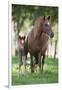 Peruvian Paso Colt with Quarter Horse Broodmare-DLILLC-Framed Premium Photographic Print