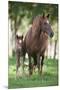 Peruvian Paso Colt with Quarter Horse Broodmare-DLILLC-Mounted Premium Photographic Print