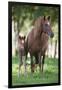 Peruvian Paso Colt with Quarter Horse Broodmare-DLILLC-Framed Premium Photographic Print