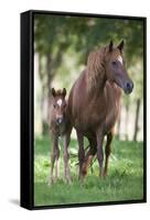 Peruvian Paso Colt with Quarter Horse Broodmare-DLILLC-Framed Stretched Canvas
