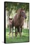 Peruvian Paso Colt with Quarter Horse Broodmare-DLILLC-Framed Stretched Canvas
