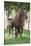 Peruvian Paso Colt with Quarter Horse Broodmare-DLILLC-Stretched Canvas