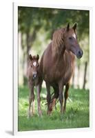 Peruvian Paso Colt with Quarter Horse Broodmare-DLILLC-Framed Photographic Print