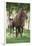 Peruvian Paso Colt with Quarter Horse Broodmare-DLILLC-Framed Photographic Print